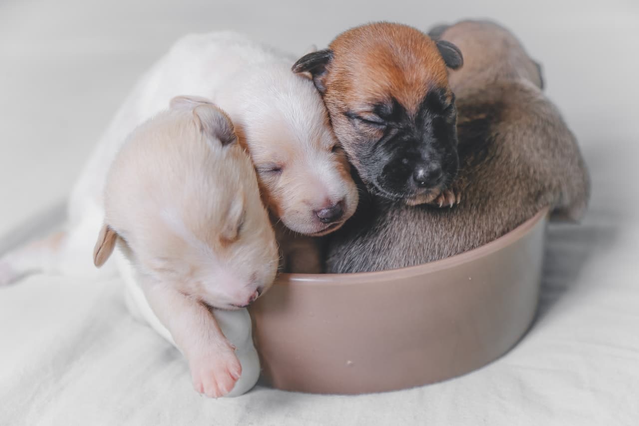 Andra Pets — Andra ERP